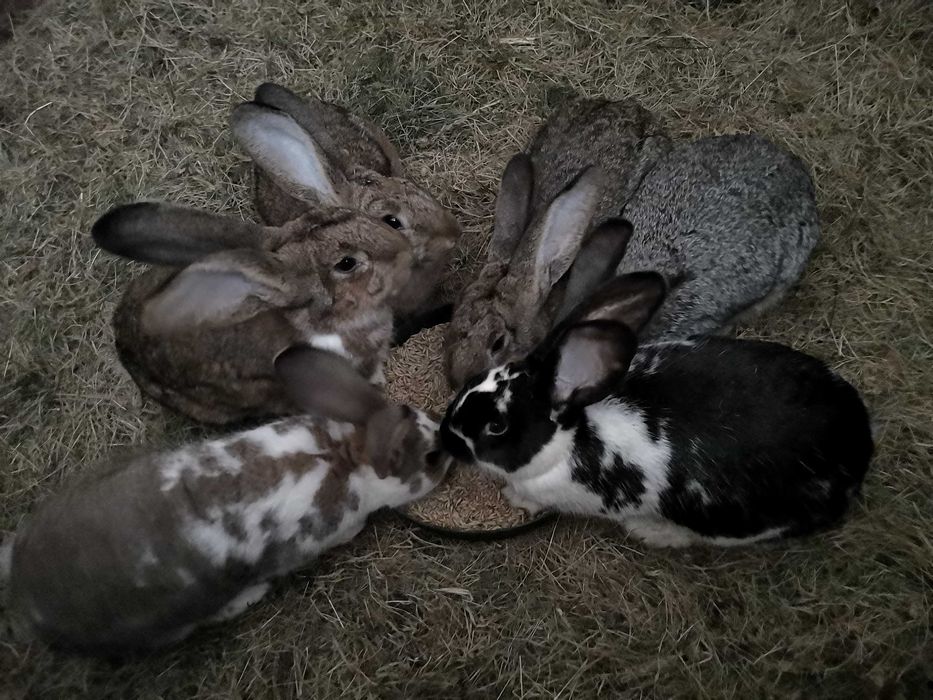 Króliki samice i samice z młodymi