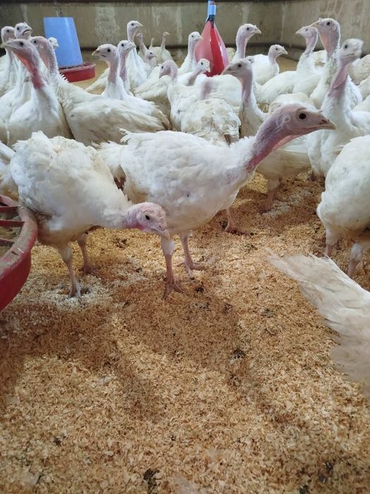 Підрощений індик