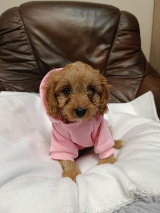 #suczka Cavapoo #