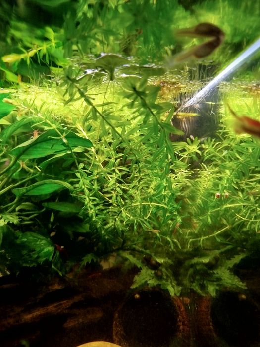 Moczarka argentyńska