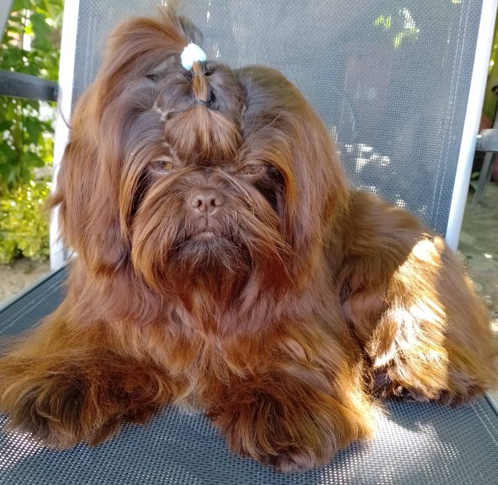 Czekoladowy Reproduktor Shih Tzu