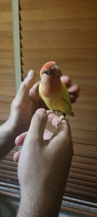 Vendo Pequeno Agaporni