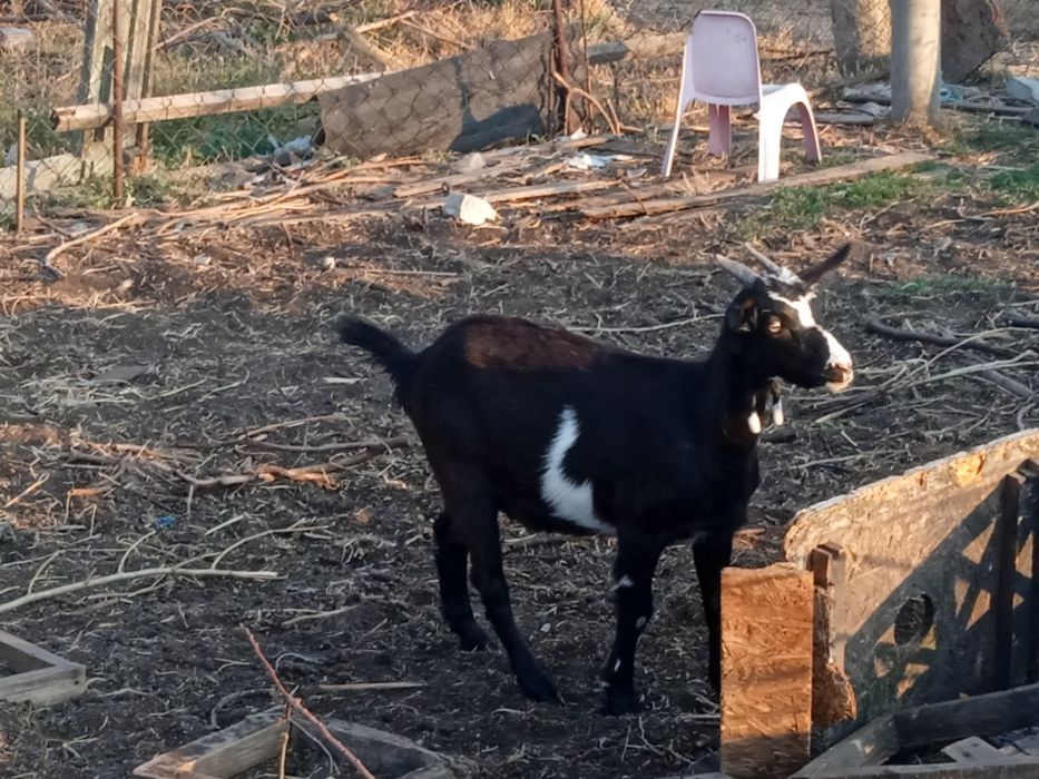 Продаются козлята и козочки  от высокоудоистых коз