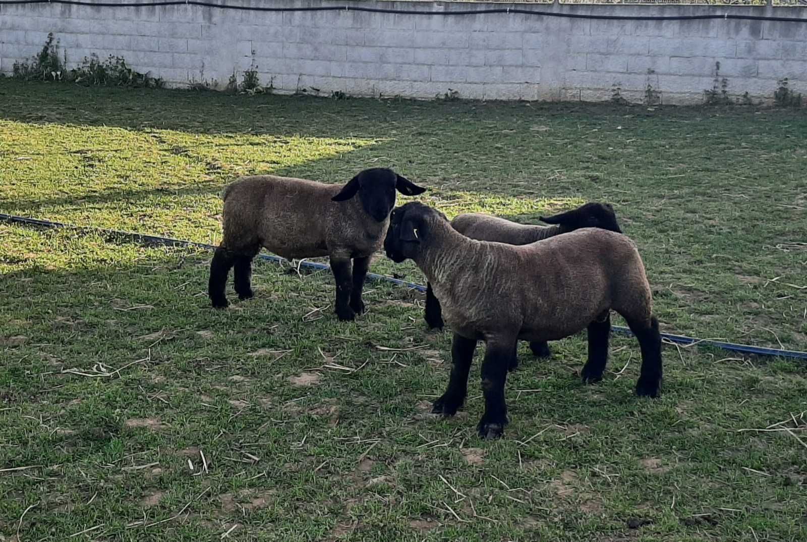 Borregos / Borregas da Raça Suffolk Puros