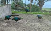 Pavoes javas varias idades