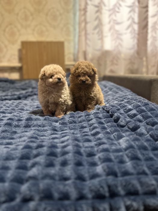 Мальтипу f1.