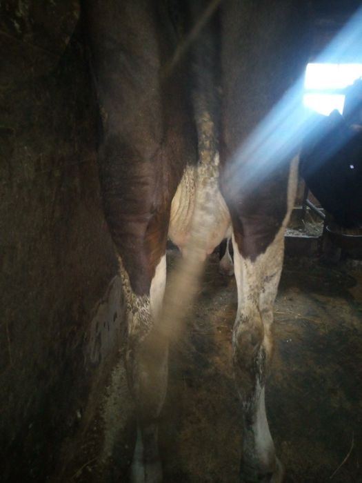 Продам добру молоду корову