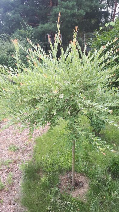 Верба штамбова Хакуро-Нішикі