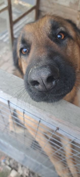 Німецька вівчарка. Вязка