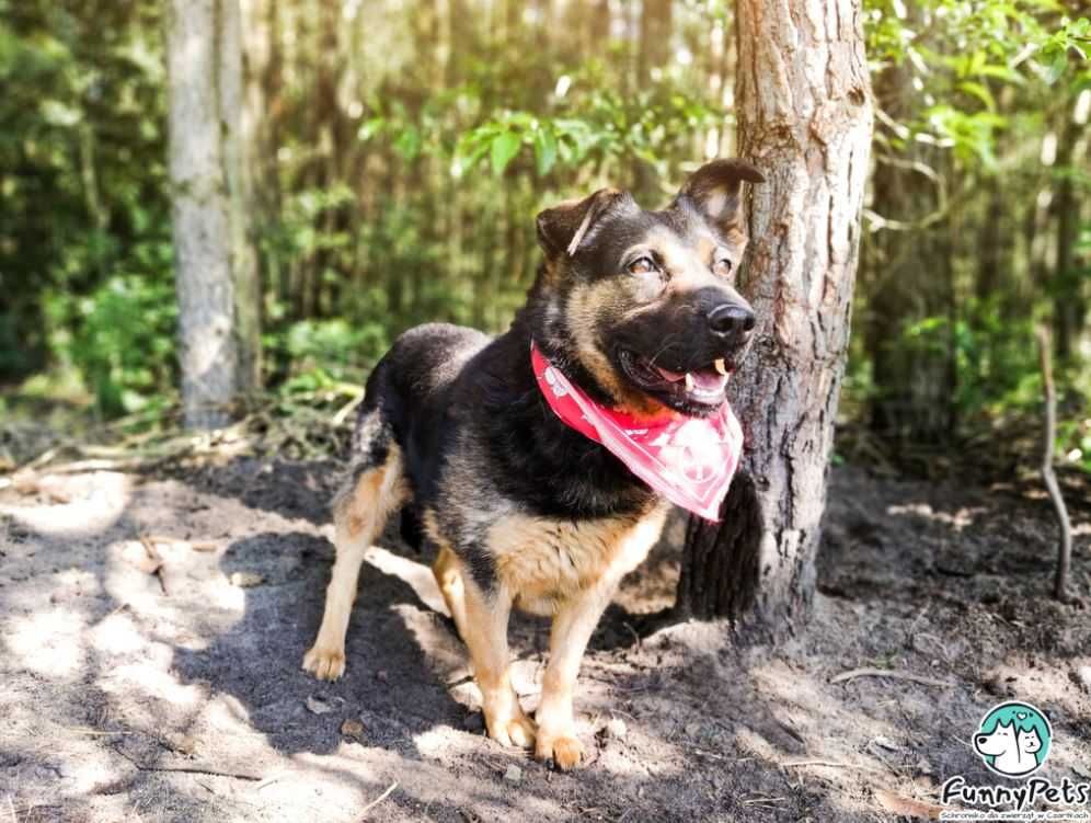 Super spacerowiczka i fanka głasków poleca się do adopcji!!!