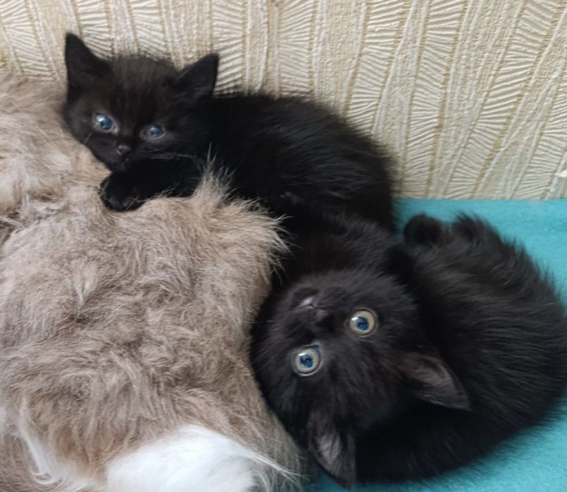 Віддам кошенят у добрі руки