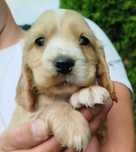 Piękny Cocer Spaniel z rodowodem