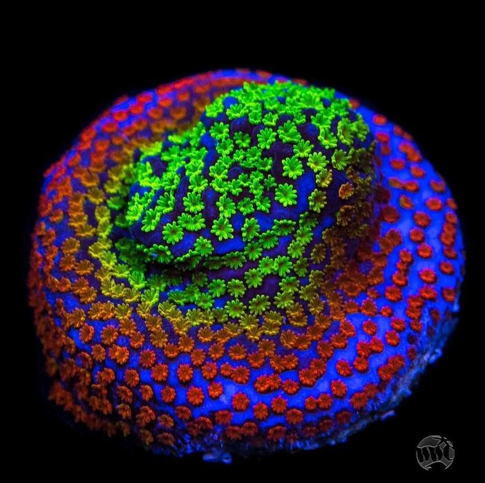 Koral SPS Montipora Raibow