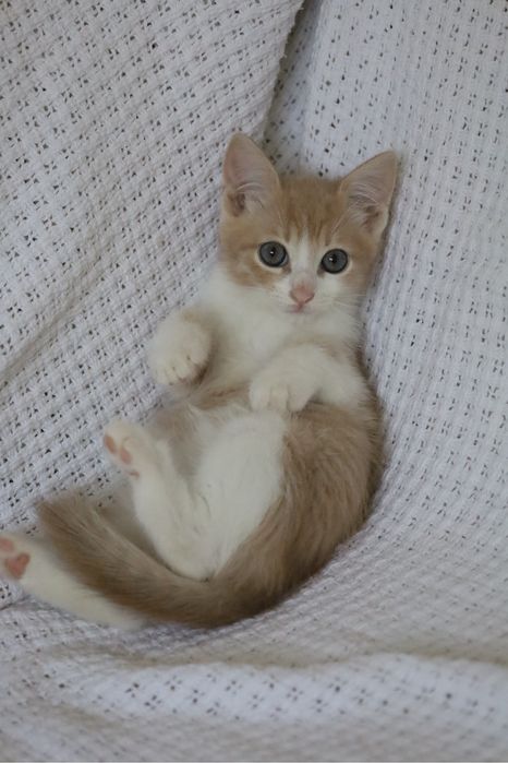 Кошеня, в люблячу родину відповідальним людям