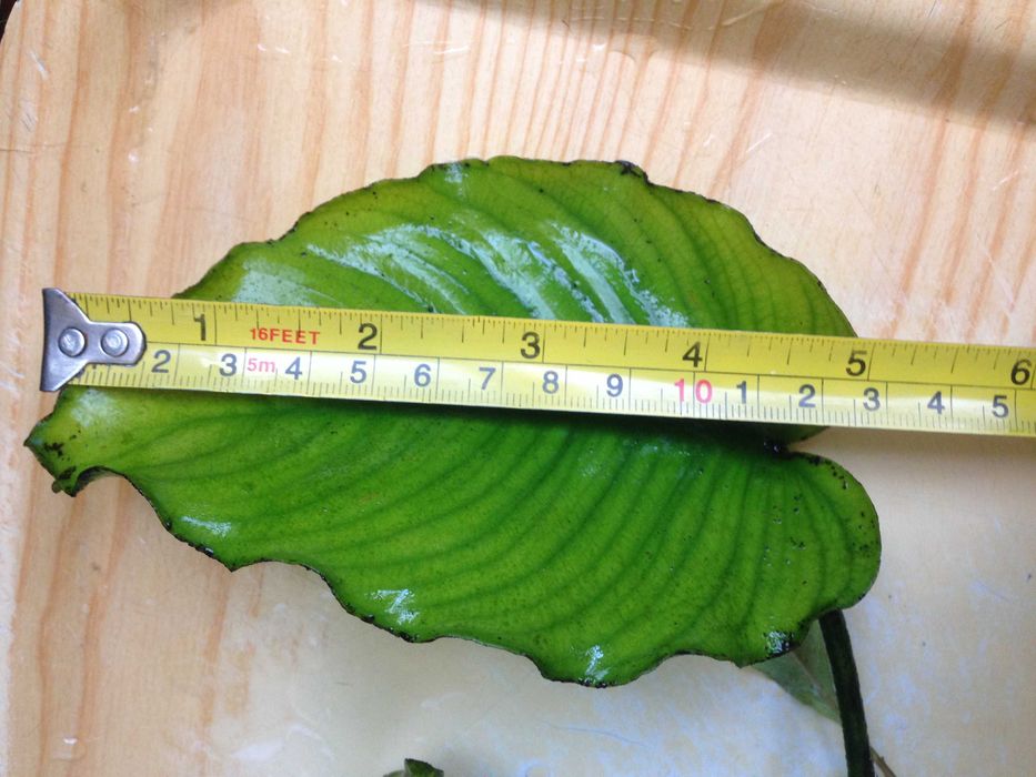 Anubias - duża sadzonka