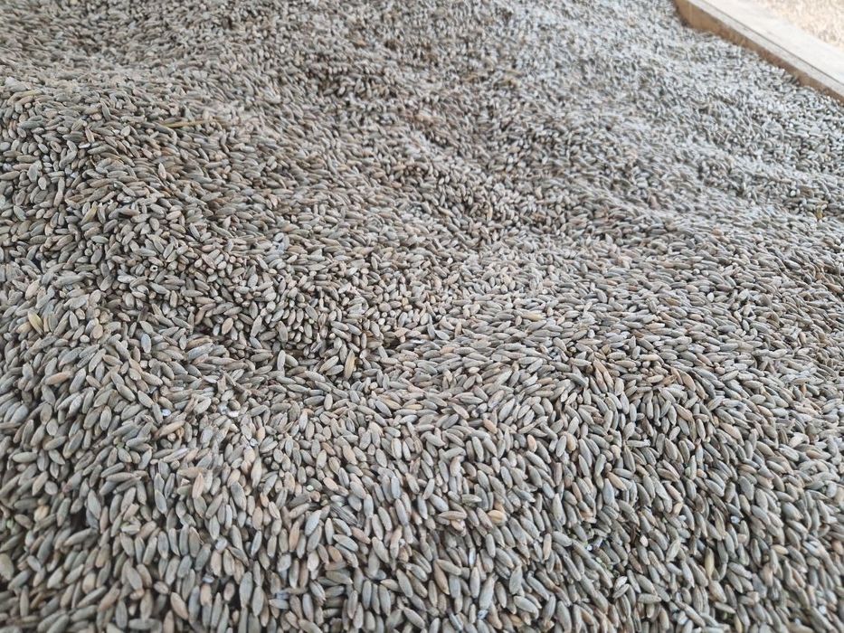 Jeczmień Pszenica Żyto Owies Pszenżyto