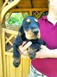 cocker spaniel angielski