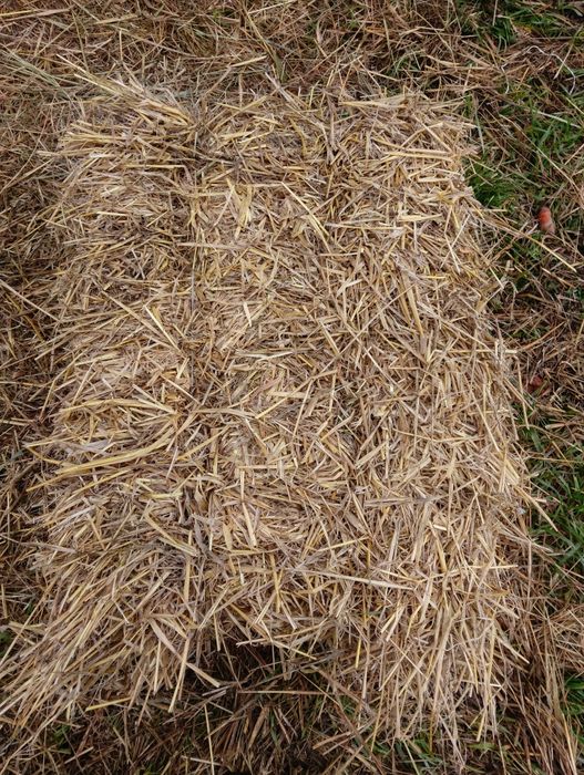 Sprzedam Słomę W Kostkach