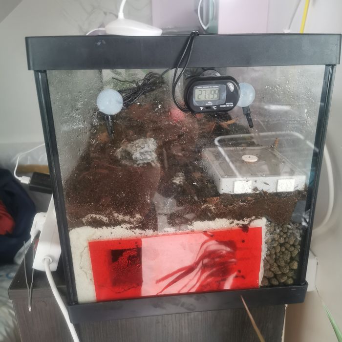 Biotop+herpagnathos venator