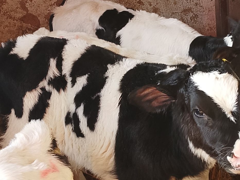 Sprzedam cielaki mieszańce