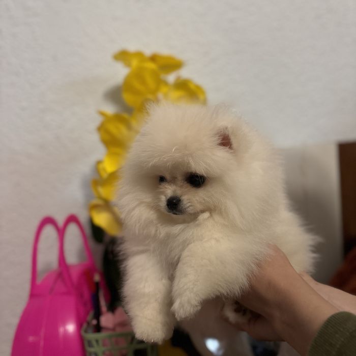 ляльковий Ведмедик хлопчик.