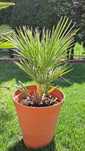 Karłatka niska (Chamaerops humilis)