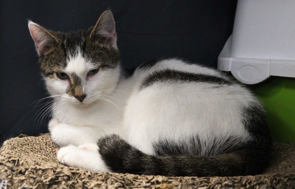 PORTO i LIZBONA - fantastyczny koci duet