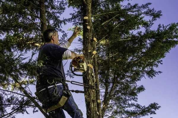 Благоусрій Спилювання дерев та розчищення ділянок Догляд за садом