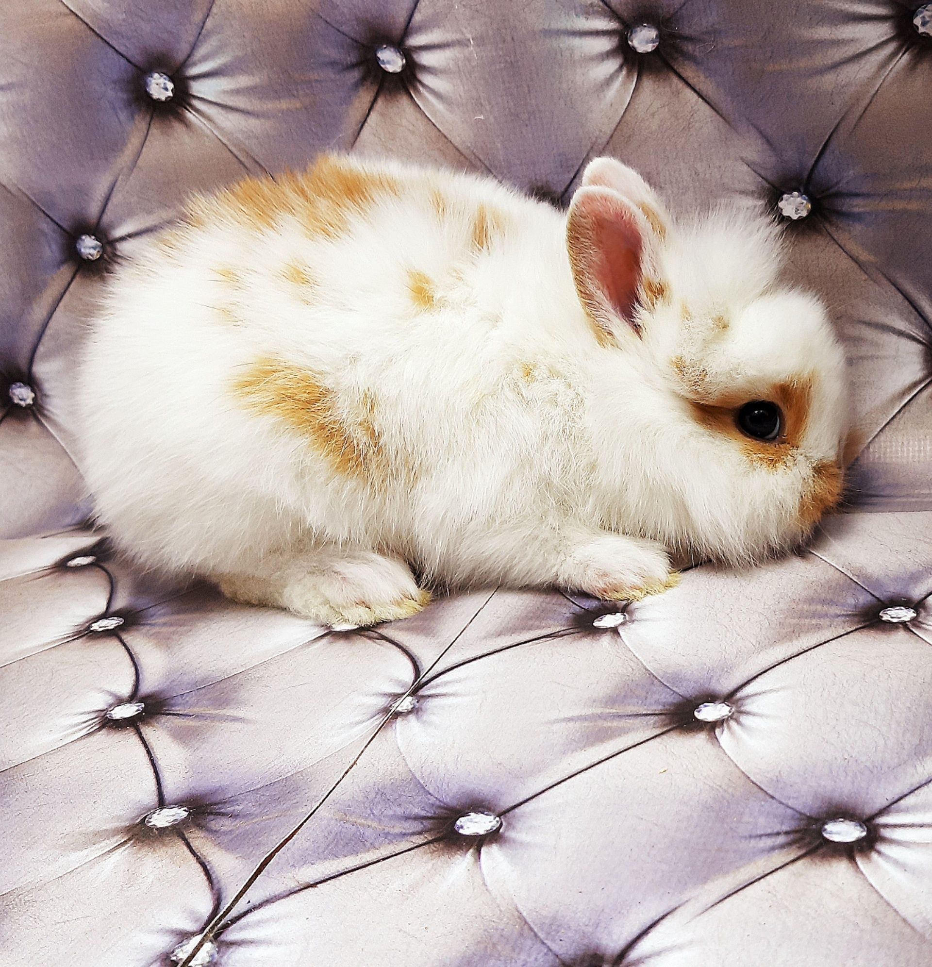 Карликовые мини кролики торчеухие и вислоухие баранчики,клетки,корм