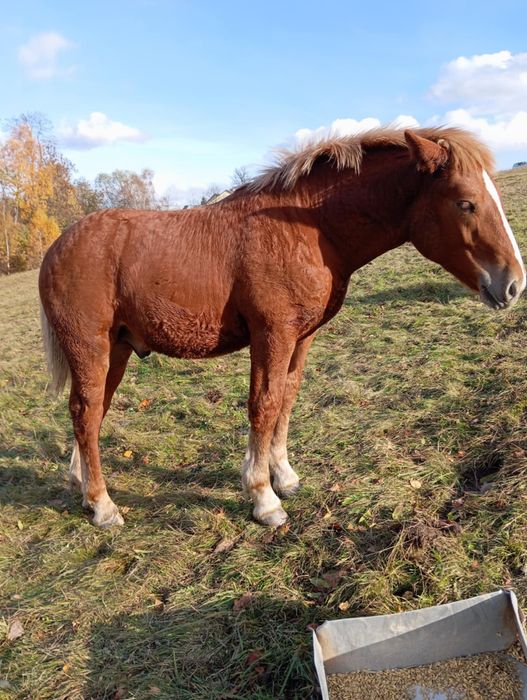 Sprzedam źrebince zimnokrwiste