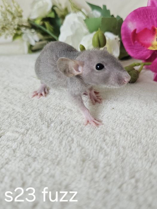 Szczur szczury szczurki