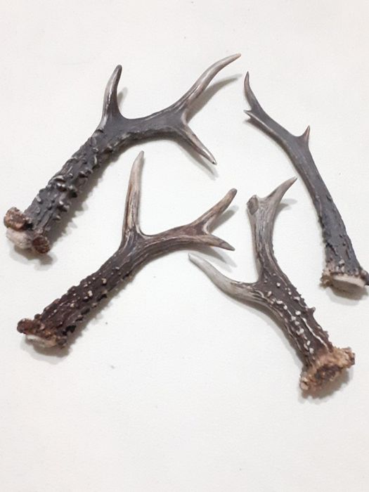 Zrzut sarny jelonka naturalnie zrzucony poroze rogi jelenia