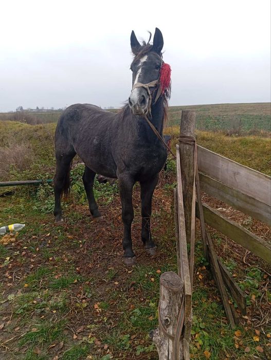 Продам велику кобилу