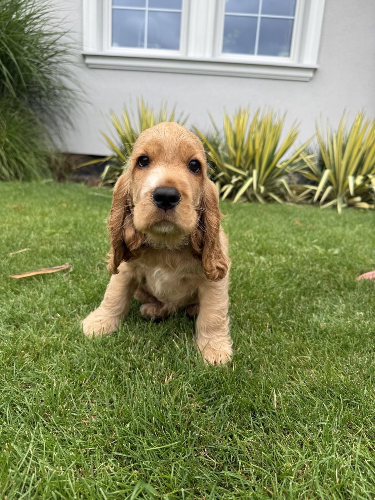Cocker spaniel angielski - pies Albin