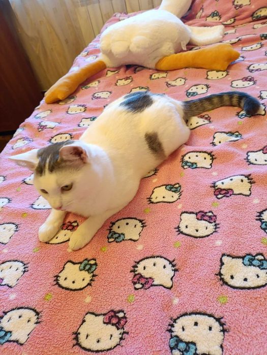 Стерилизованная кошечка ,, Снежинка,, ищет Человека с добрым сердцем