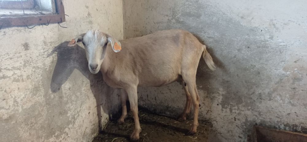 Sprzedam koze z młodymi