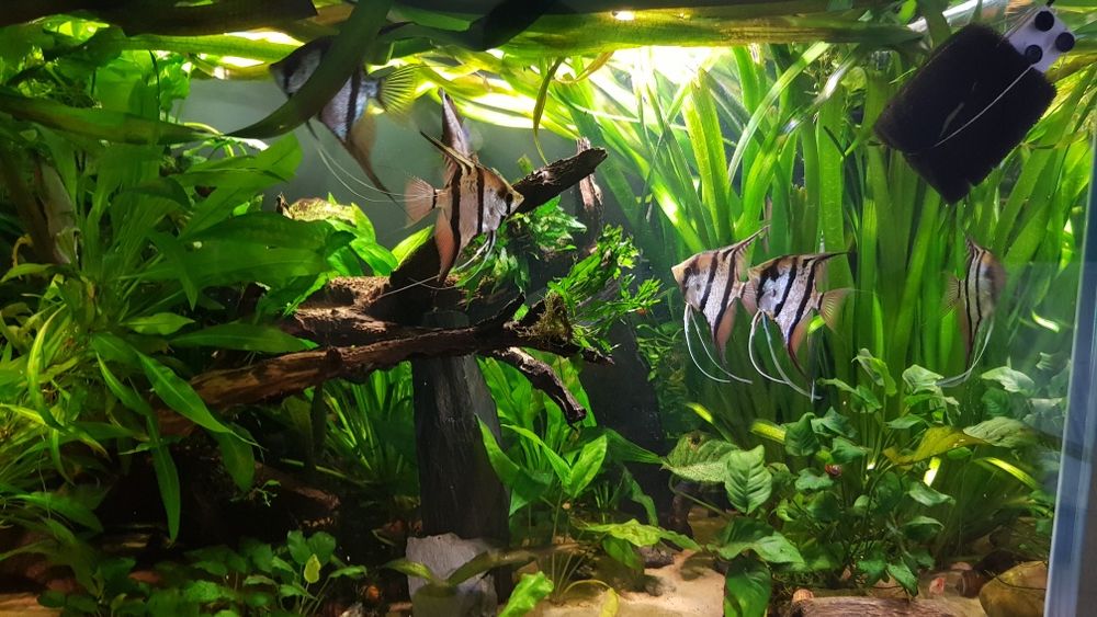 Nurzaniec olbrzymi  Vallisneria gigantea