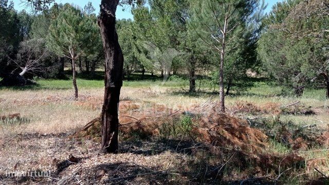 Terreno Rústico 5 hectares Couço