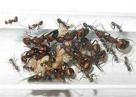 Муравьи Camponotus nicobarensis – купить с муравьиной фермой [ 500грн