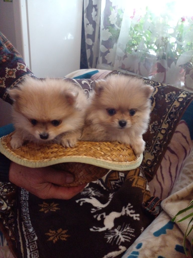 Красивые девченки игривые собачки.