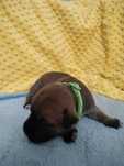 Staffik Staffordshire bullterrier