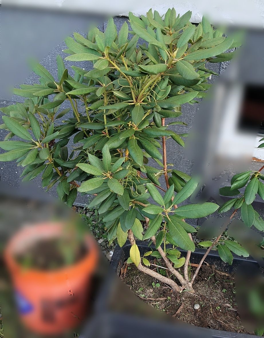 Rododendrony krzew