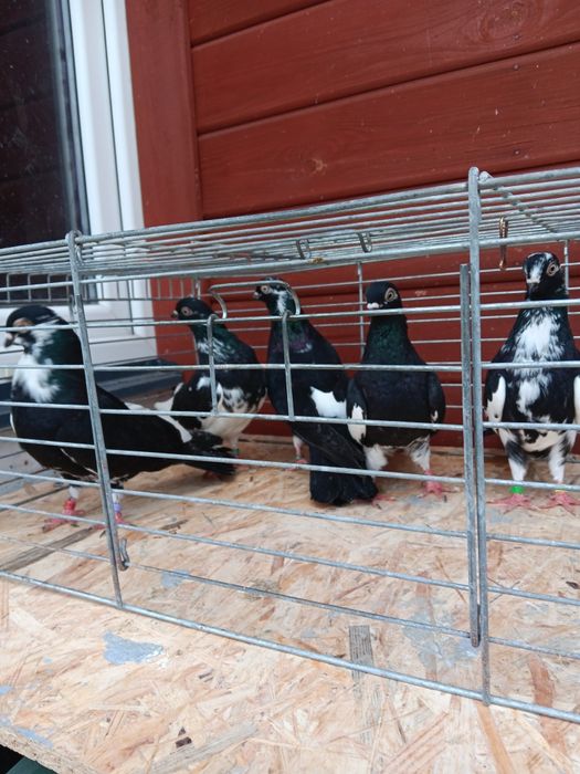 Gołębie zamojskie murzyny roztoczanskie