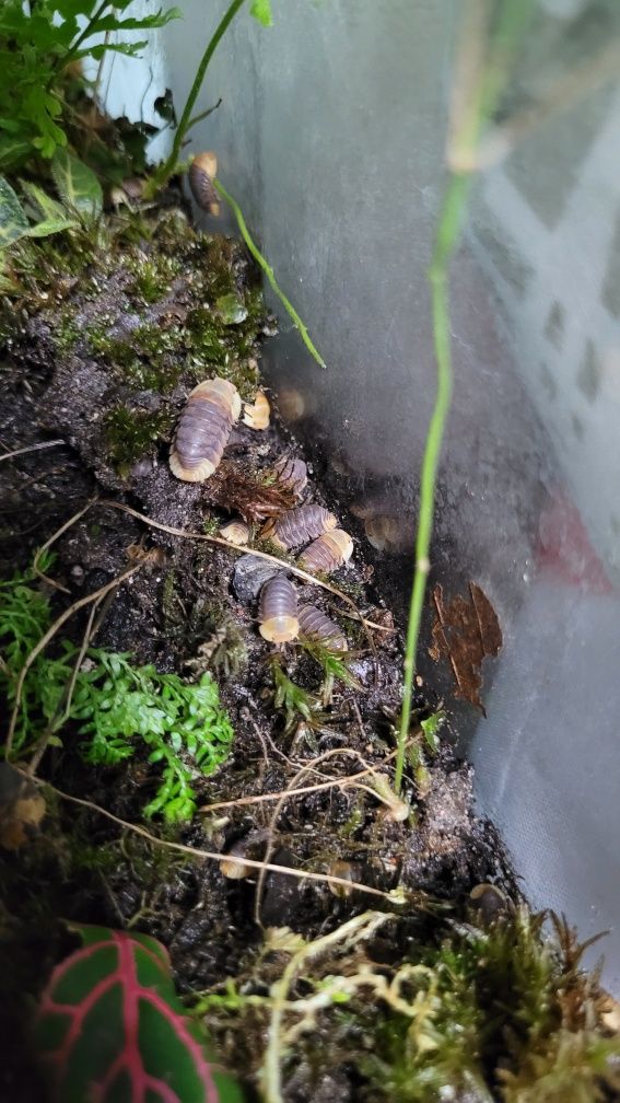 Cubaris Sp. Rubber Ducky gatunek kolekcjonerski. Prosionki