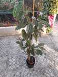 Plantas e flores