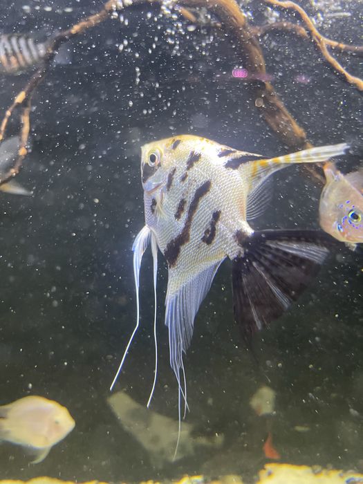 Escalar adulto 2 anos