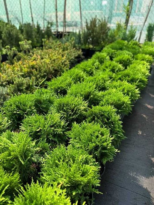 Рослини для ландшавного дизайну. Грунти, кора соснова. Добрива, ЗЗР.