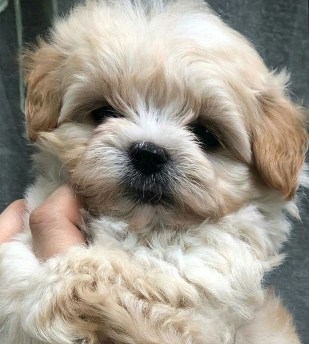 Мальтіпу Ф1 Львів