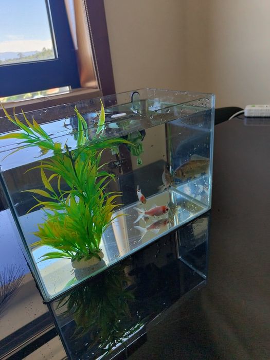 Aquario 20 litros