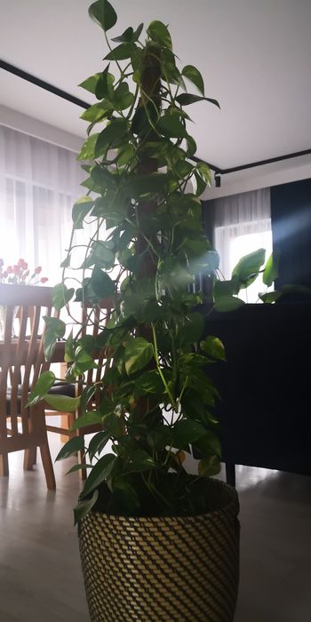 Epipremnum złociste duża roślina